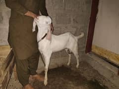 gulabi