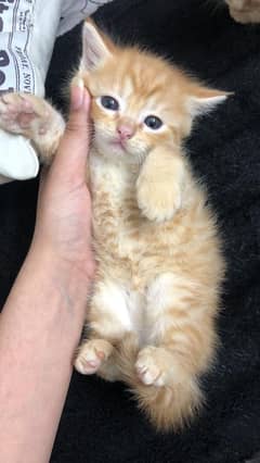 kittens for sale