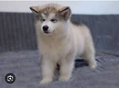 Alaskan