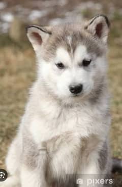 Alaskan malamute available high quality good tarand