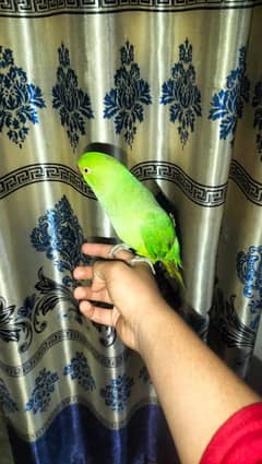 hand tame talking parrots