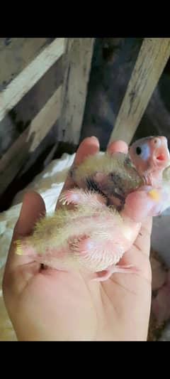 hand tame cocktail chicks