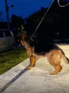 German shepherd / Female