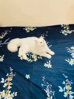 (0327-8997302) Top Quality Persian kitten or cat baby