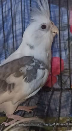 Eno Pied Cocktail