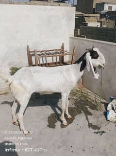 bakri