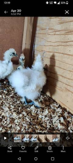 silkies