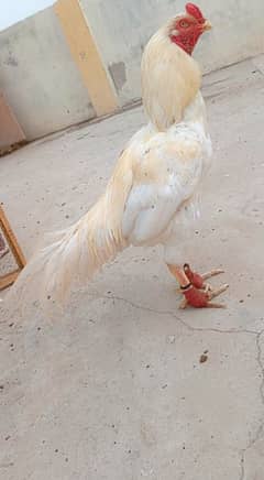 Aseel shamo