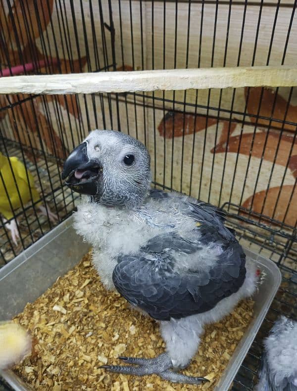 african gray cango size chicks 2