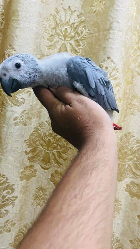 african gray cango size chicks 3