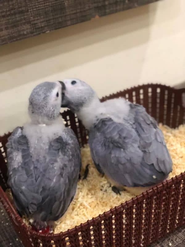 african gray cango size chicks 4