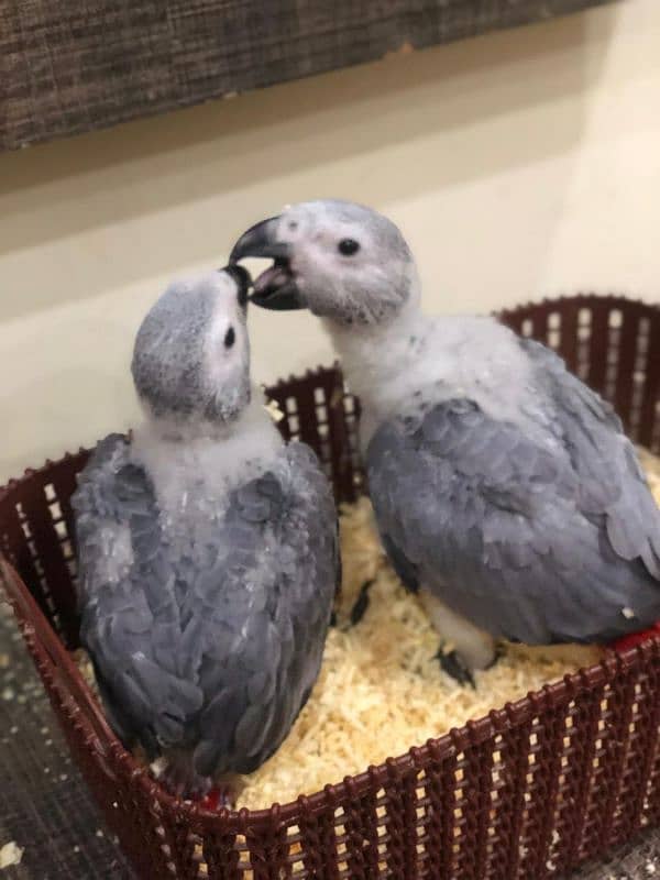 african gray cango size chicks 6