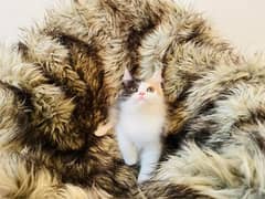(0327-8997302) Top Quality Persian kitten or cat baby