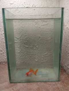 aquarium for sale with gold fish