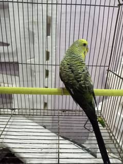 black wing