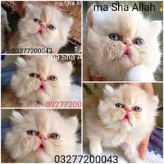 CFA bloodline pure peki flat face import 6g free