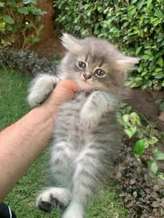 Tripple coat Persian kitten for sale