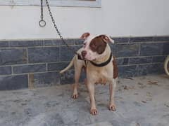 Pitbull