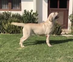 Pedigreed Labrador Female