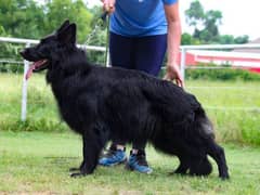 Long Coat female available