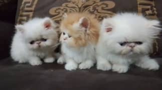 Ma Sha Allah Beautiful peke peki piki Kitten available