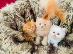 (0327-8997302) Top Quality Persian kitten or cat baby