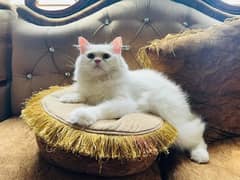 (0327-8997302) Top Quality Persian kitten or cat baby