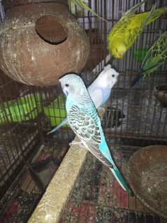 Australian per pice. . . love bird