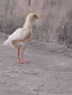 heera