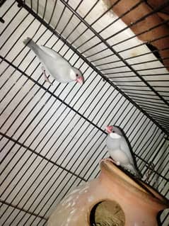 silver java breeder pair for sale whats app num 03418116315