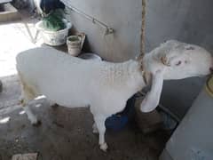 dumba for sale
