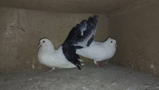 Fancy Pigeon