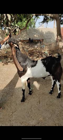 Bakra For Sale 2025 Qurbani