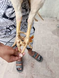 aseel for sale