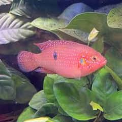 Red jewel fish and polar perrat snow perrat