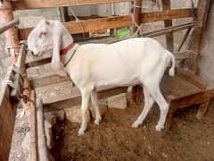 Larkana Dumba