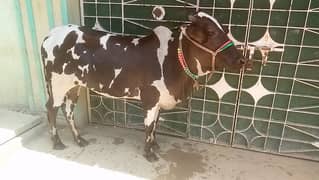 2 dant bachya