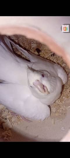 Eno red eyes cocktails pair for sale breeder male and females