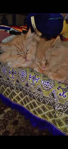 punch face triple cote  cat male and female