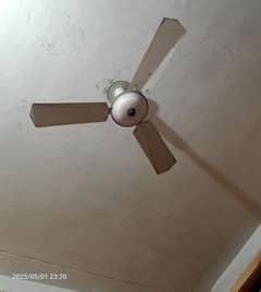 Fan