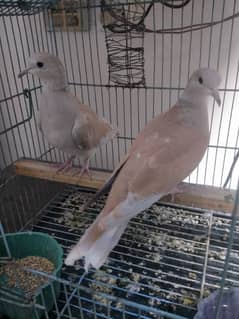 Birds