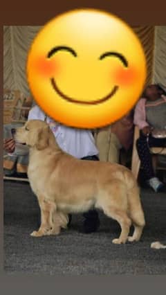 golden retriever confirm stud male for sale video k liya whatsapp