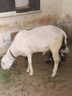 gulabi mundra