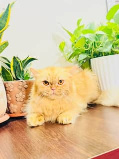 (0327-8997302) Top Quality Persian kitten or cat baby