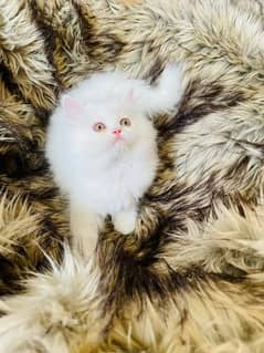(0327-8997302) Top Quality Persian kitten or cat baby