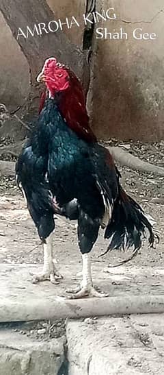 Amroha