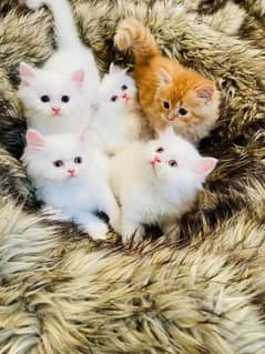 (0327-8997302) Top Quality Persian kitten or cat baby