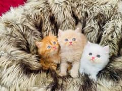 (0327-8997302) Top Quality Persian kitten or cat baby
