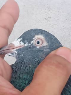High flyer teddy pigeon kasuri kabootar