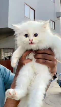 Low Rs| Cat| baby| Blue Eyes| Persian| Kittens| Punch: